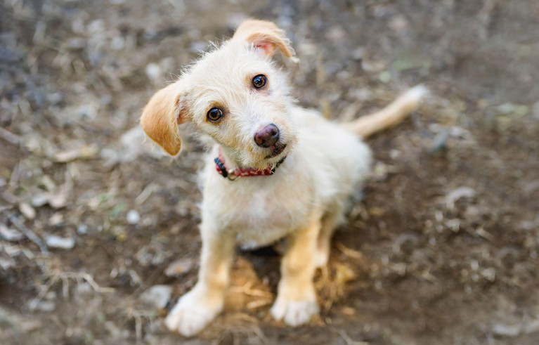 A cute puppy dog tilts its head questioningly while looking at the camera.