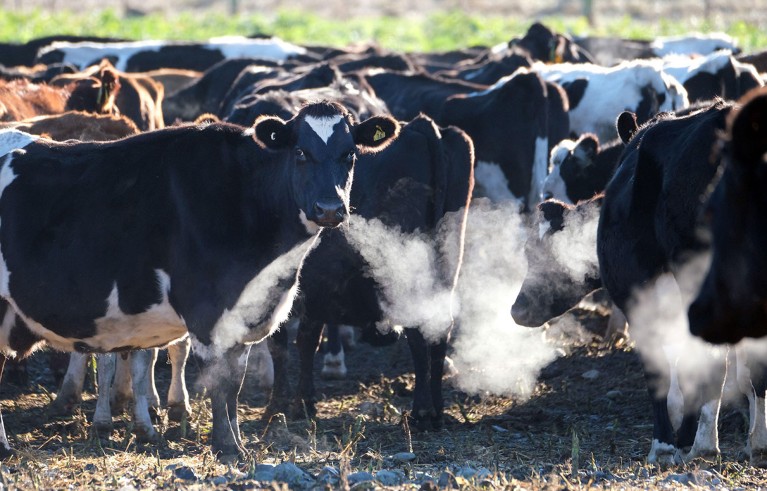 Cows in a field on the South Island of New Zealand showing their breath.