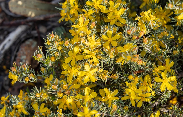 Nahaufnahme der gelben Blüten eines Zwerg-Hibbertia-Strauchs.