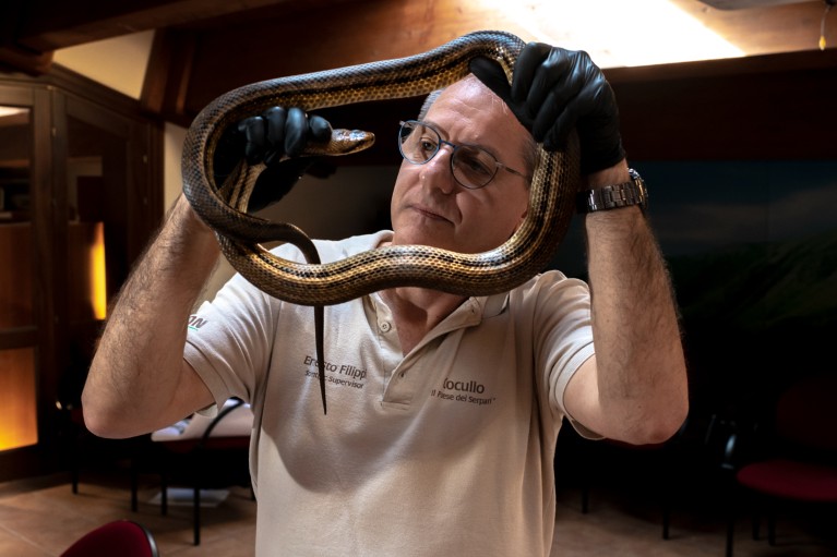 Ernesto Filippi holds up and checks a four-lined snake for parasites on its body while wearing black gloves