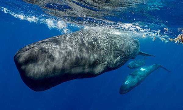 A pod of three sperm whales pictured just below the surface.