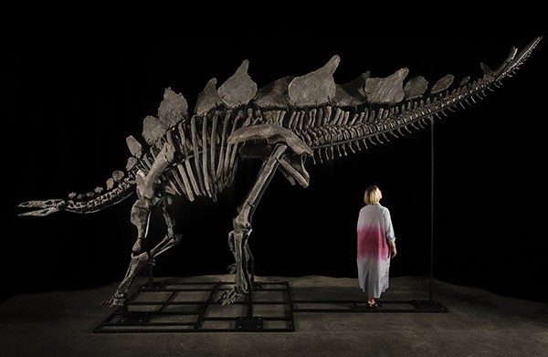 A person stands beneath the elevated tail of the Apex. stegosaurus skeleton to illustrate its scale.