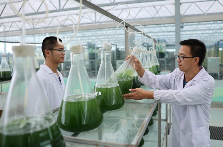 Researchers check samples of green micro-algae in large conical flasks