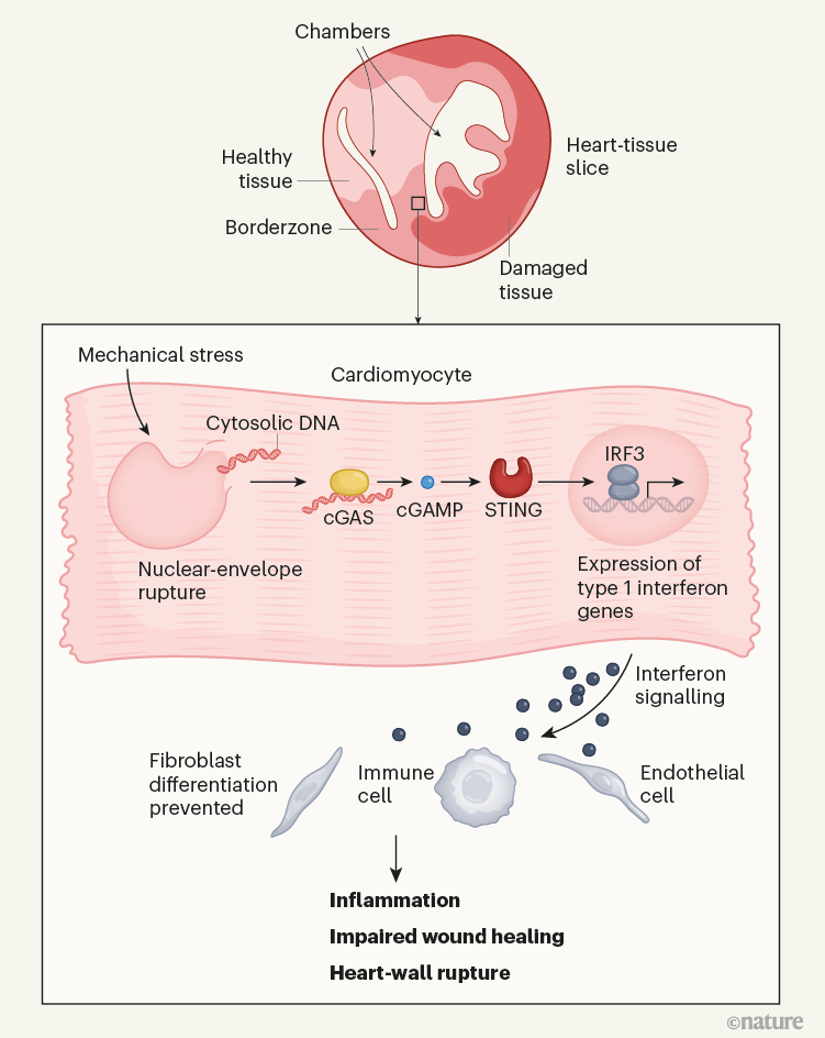 The heart is put at risk of rupture by cells bordering damaged tissue