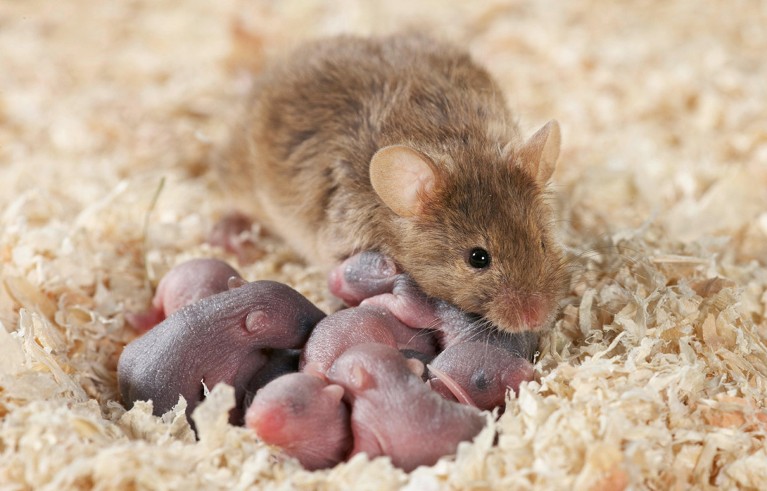 Un ratón doméstico (Mus musculus) con una camada de crías de 4 días de edad en un nido de virutas de madera