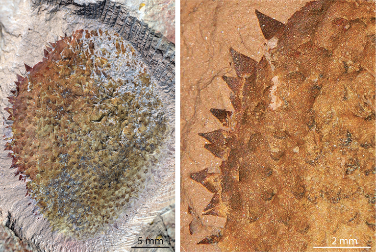 A complete specimen of Shishania aculeata resembling a bristly durian fruit and a close up of the spines