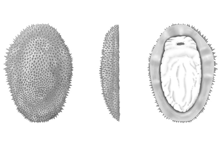 Eine künstlerische Rekonstruktion von Shishania aculeata, die einer stacheligen Durian-Frucht ähnelt