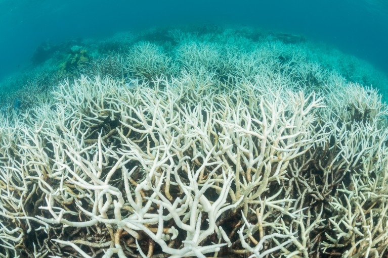 Close-up of coral bleaching in the Great Barrier Reef