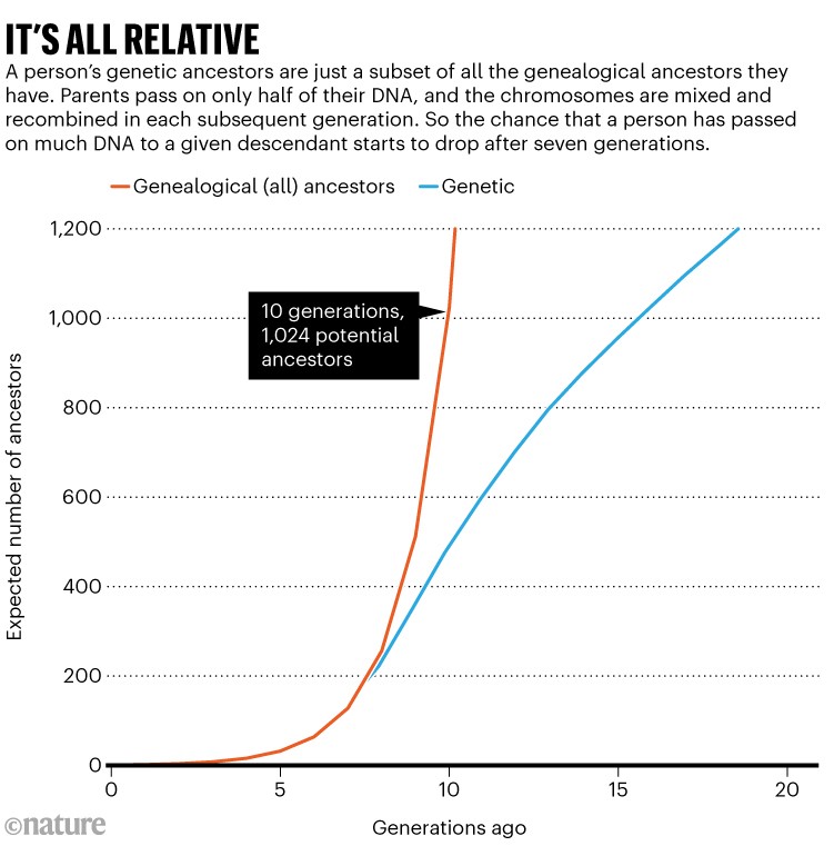 It's all relative: Chart showing the how the number of genentic and geneological ancestors diviate over 20 generations.