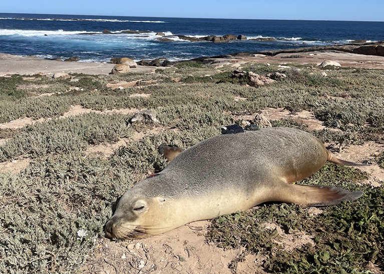 A sea lion with a tracking device attached to it is seen sleeping near the ocean