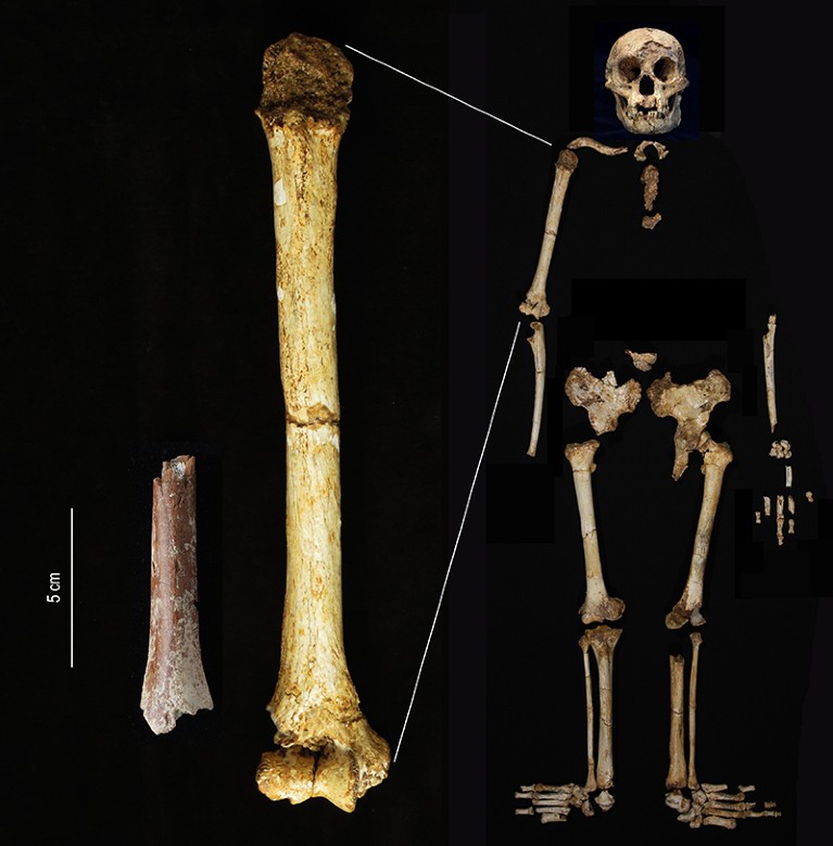 An image showing the Mata Menge humerus fragment next to the humerus of Homo floresiensis from Liang Bua, for scale