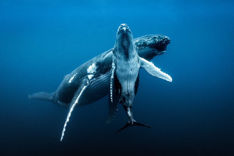 Two Humpback whales underwater near the surface, in Tonga, Western Fiji.