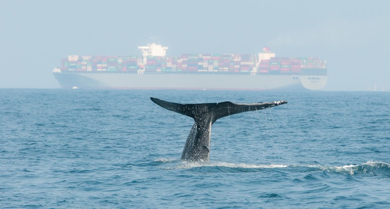 A blue whale diving near Sri Lanka with a cargo ship in the background.