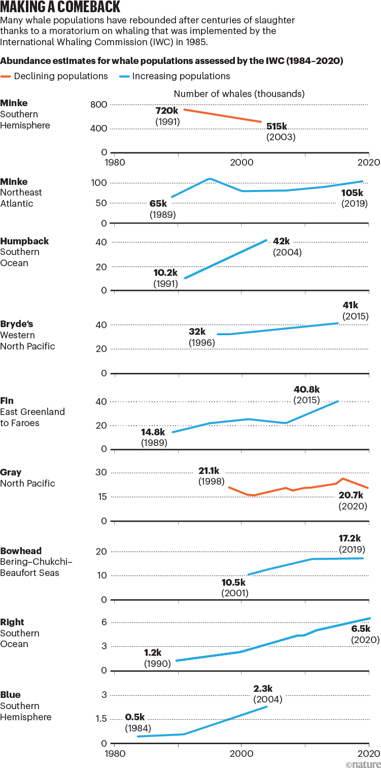 Making a comeback. Line charts showing the population increases and declines of eight different whale species. Generally whale populations have been increasing since the mid nineteen eighties.