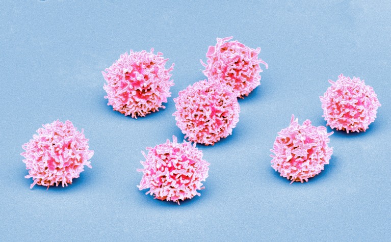 Coloured scanning electron micrograph of pink resting T lymphocytes on a pale blue background