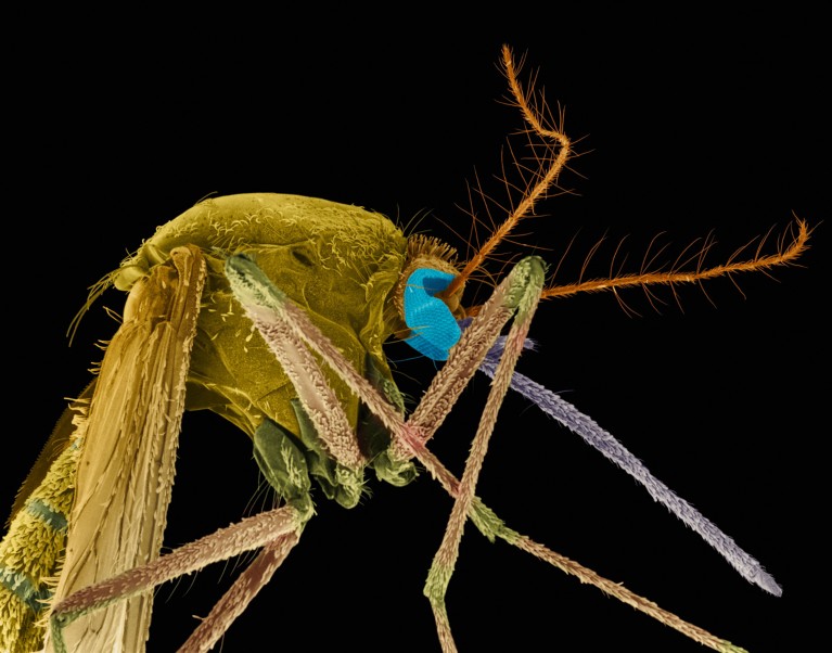 Coloured scanning electron micrograph of a Southern house mosquito on a black background