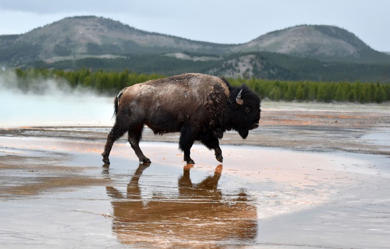 Brown bison rides through columns of steam at Yellowstone National Park's Grand Prismatic Spring, Wyoming.