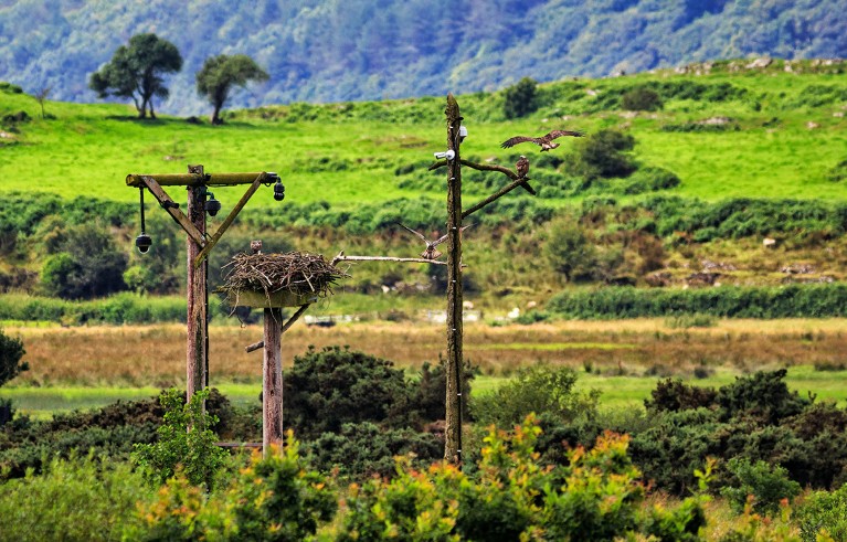 Green landscape with white-tailed Eagle Observatory on three wooden posts.