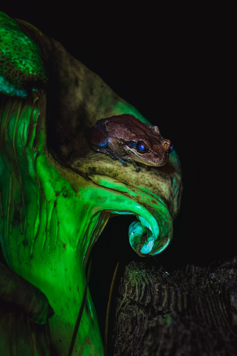 A frog with blue glowing eyes sitting on a green bioluminescent mushroom