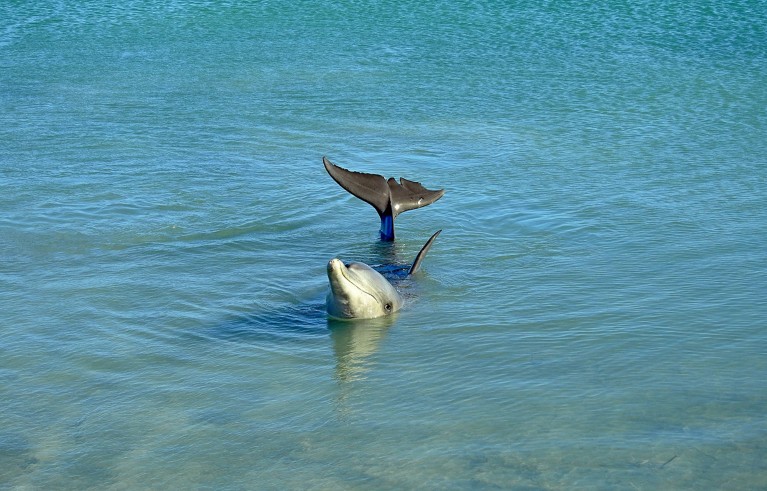 A single Indo-Pacific Bottlenose Dolphin peeks out of the water at Shark Bay in Western Australia.