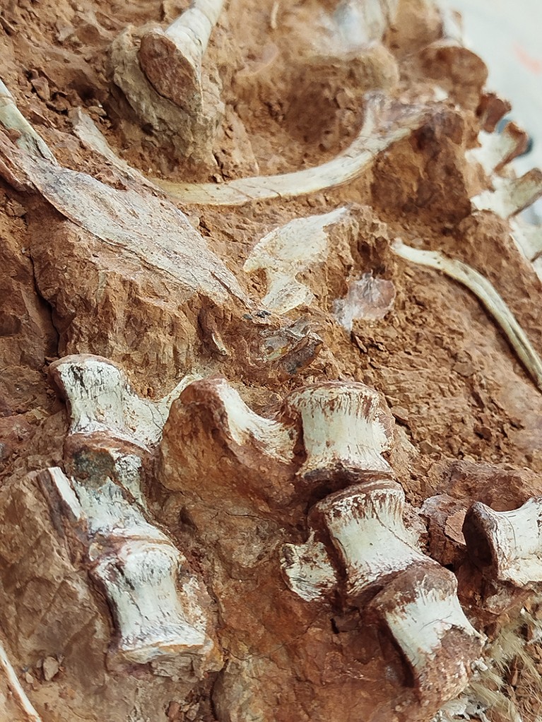 Eine Nahaufnahme eines Dinosaurierfossils