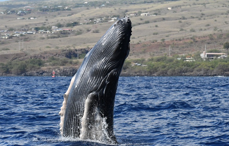 Humpback whale calf breaching off sea.