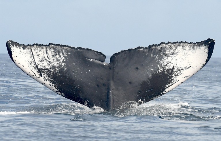 Close up of an humpback whale's tail flukes.