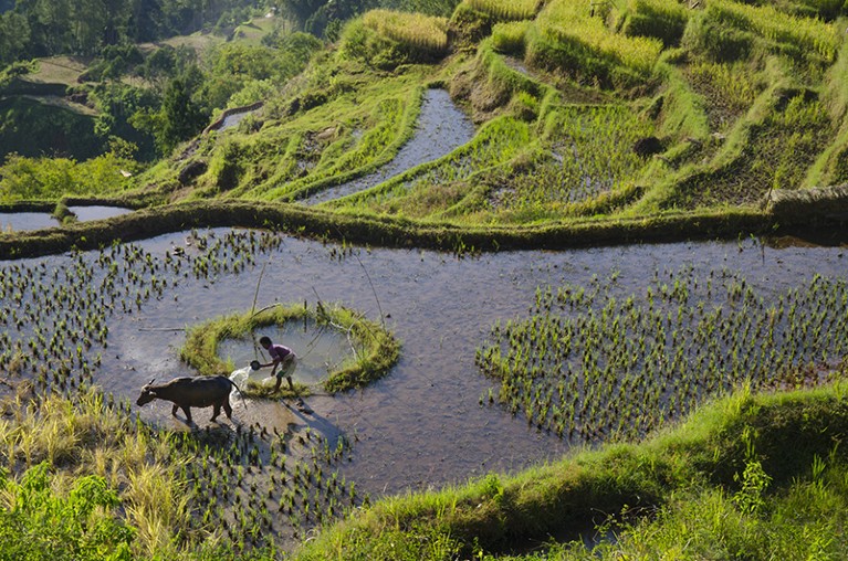 A figure is seen working in the traditional rice terraces of the Philippines