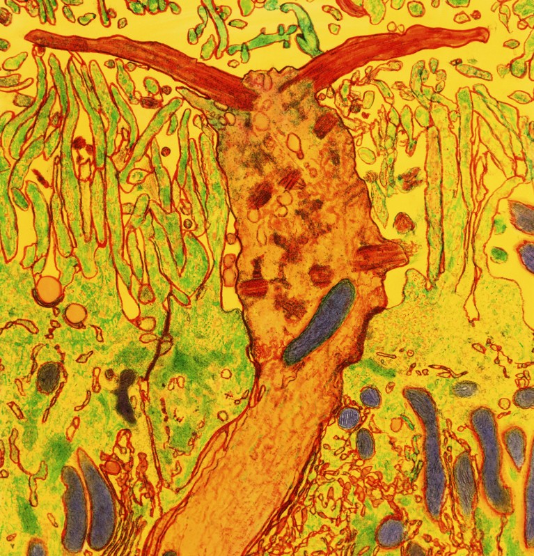 Coloured transmission electron micrograph of a section through the olfactory epithelium of the nose.