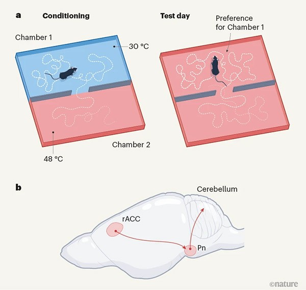 An infographic illustrating the neural mechanisms underlying the placebo effect.