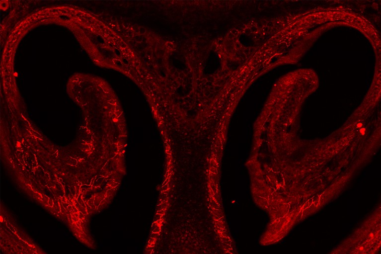 Micrografía del conducto nasal de un ratón con las neuronas responsables de estornudar resaltadas en rojo