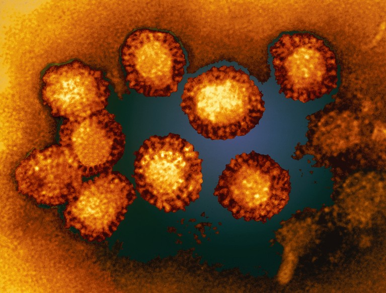 Coloured transmission electron micrograph of a group of West Nile viruses.