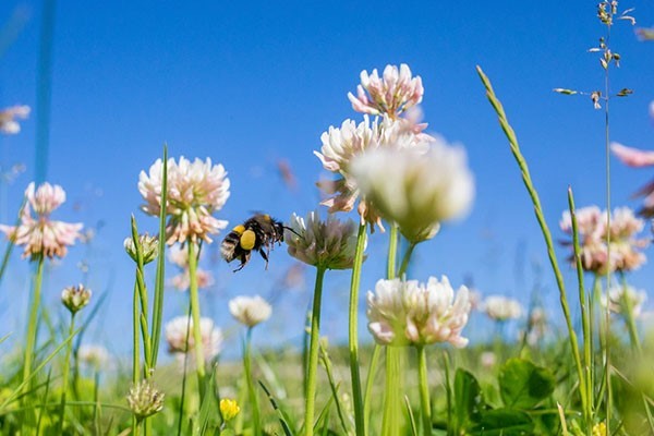 Close-up of a buff tailed bumblebee (<i>Bombus terrestris</i>) flying towards clover flowers on a sunny day.