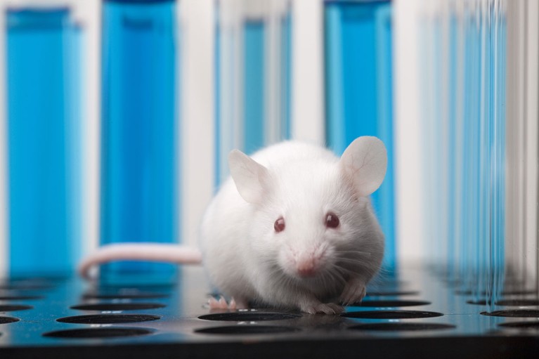 An illustrative photo of a white laboratory mouse.