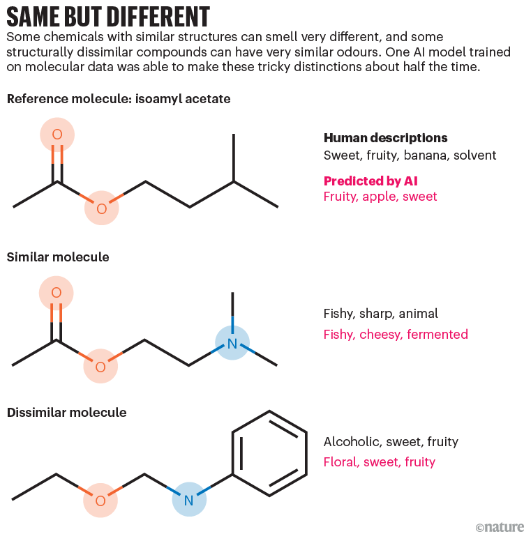 Same but different: graphic that shows how structurally similar molecules can smell different, and structurally different ones can smell similar.