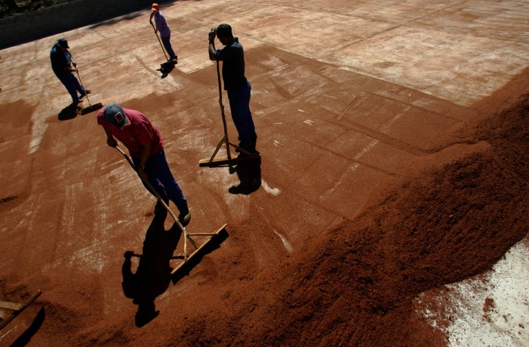 Four workers turn over drying leaves of Rooibos tea with brooms