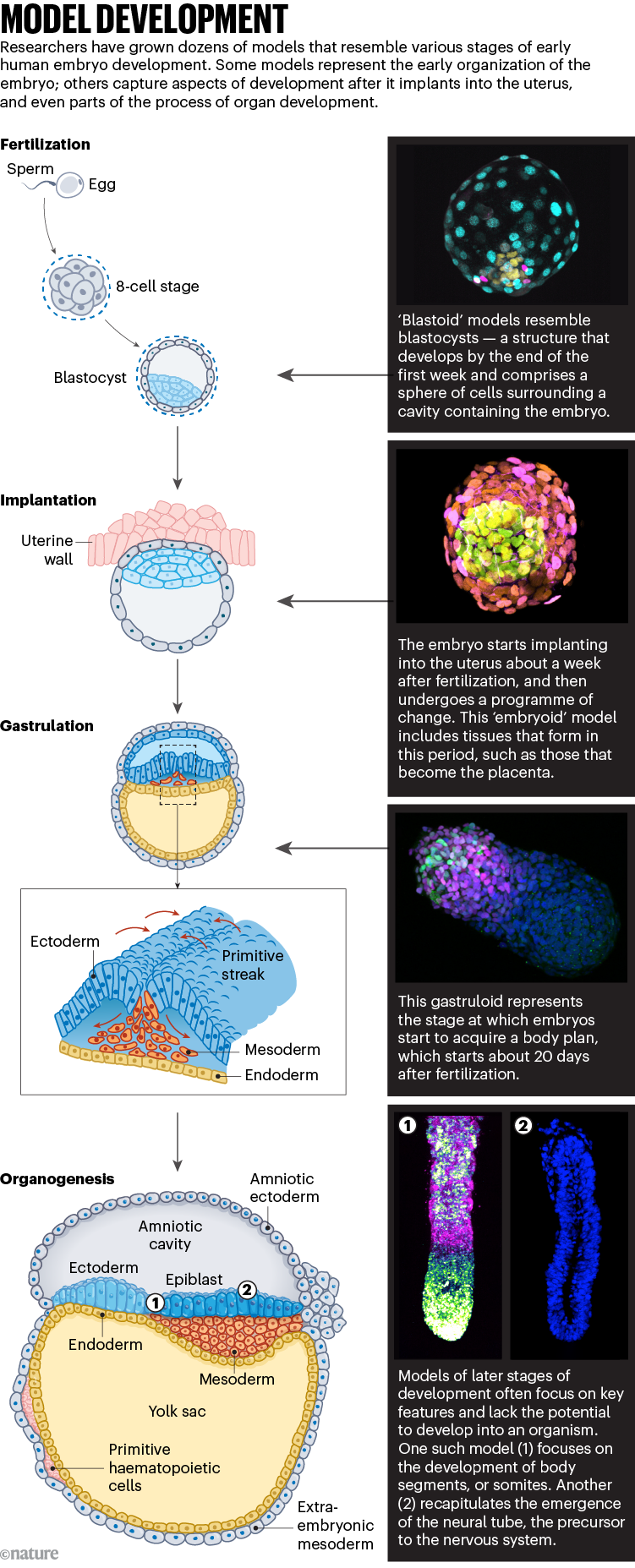 Model development: infographic that shows stages of embryonic development, and the equivalent laboratory models that are grown to study them.