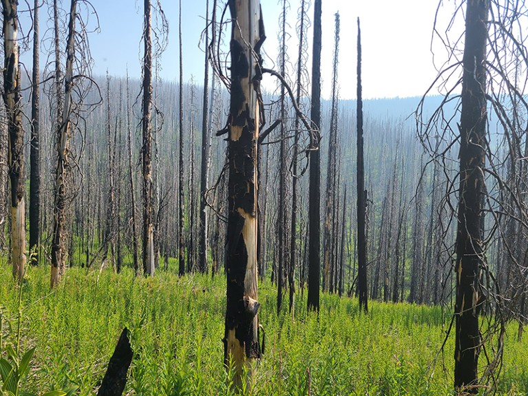 Forest regrowth after a wildfire in British Columbia, Canada, in 2017.