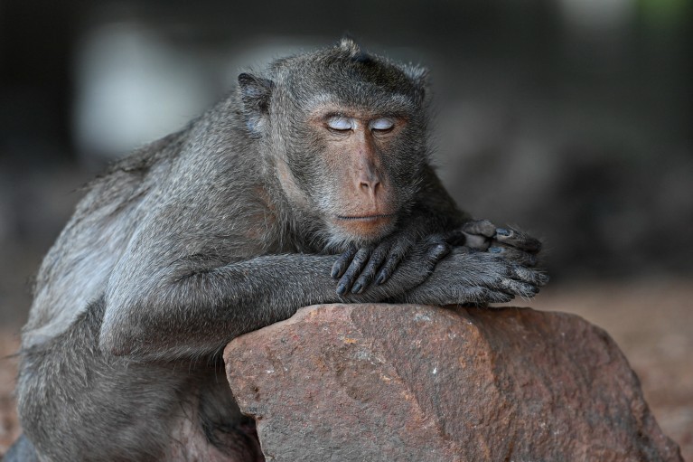 Close-up of a long-tailed macaque taking a nap on a rock