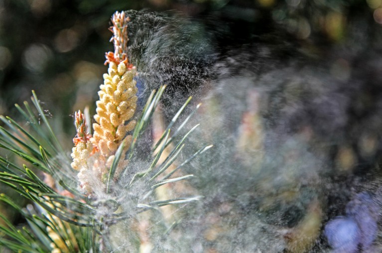 A cloud of pollen erupting from a flower on a conifer tree