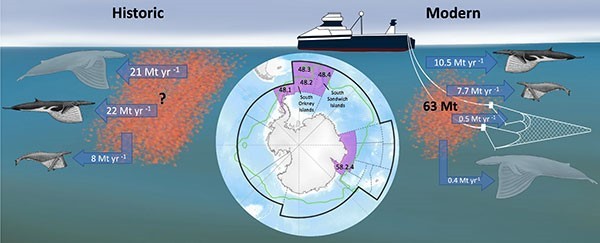 Graphic showing plentiful krill feeding whales in the Convention on the Conservation of Antarctic Marine Living Resources Subareas 48.1–48.4 before whaling, and not enough krill to go around now.