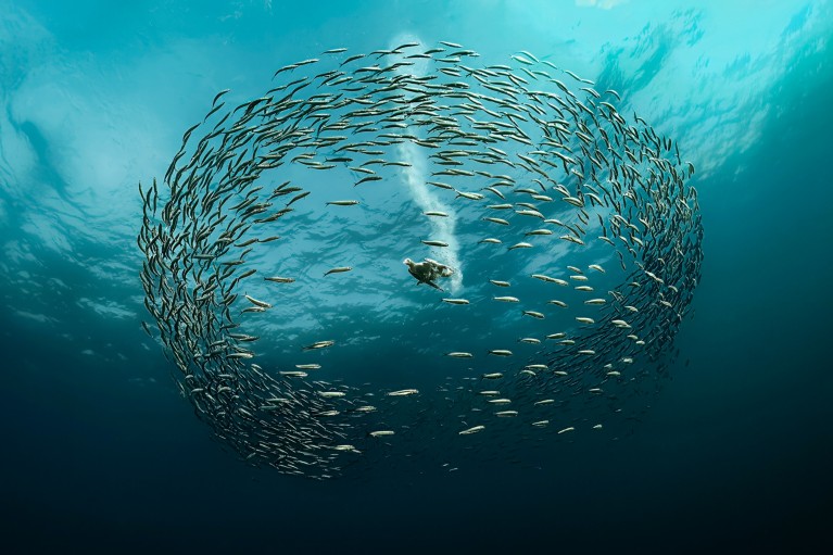 Vista submarina de un cormorán del Cabo sumergiéndose en medio de un enjambre circular de sardinas