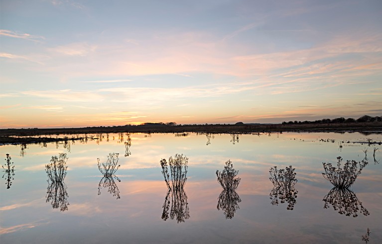 Silueta de plantas que crecen en un campo inundado, Lincolnshire Moors, Donna Knock, Inglaterra, Reino Unido.