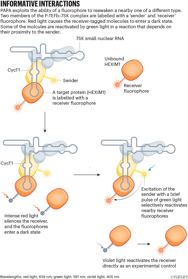 Informative interactions: graphic that shows how PAPA exploits the ability of a fluorophore to reawaken a nearby one of a different type, depending on their proximity.