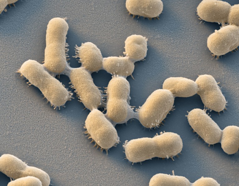 Coloured scanning electron micrograph (SEM) of Acinetobacter baumannii bacteria.