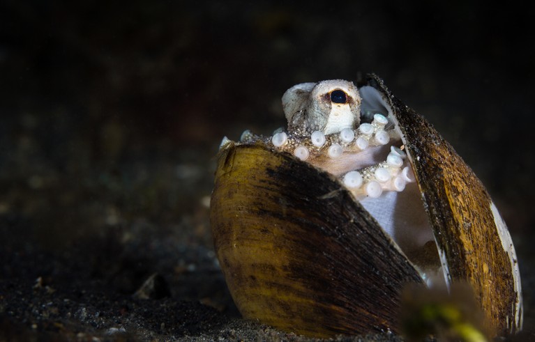 El pulpo cocotero utiliza su caparazón como hogar. Lembeh, Indonesia.