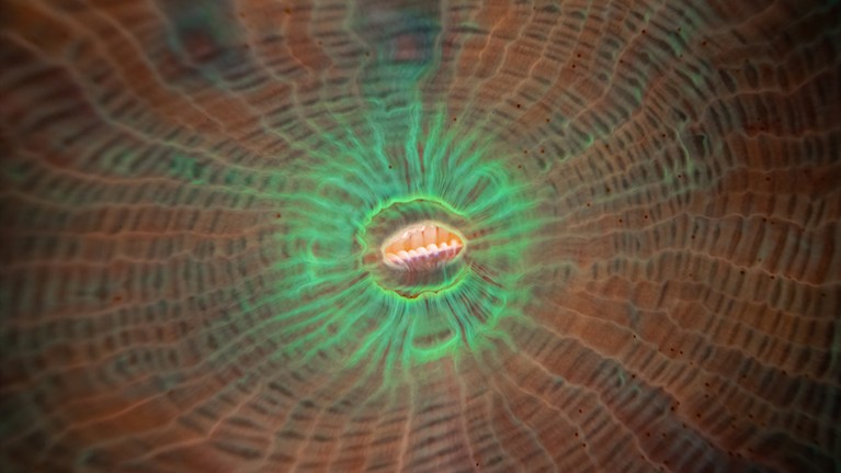 Soft digestive tissues inside a colorful coral polyp.