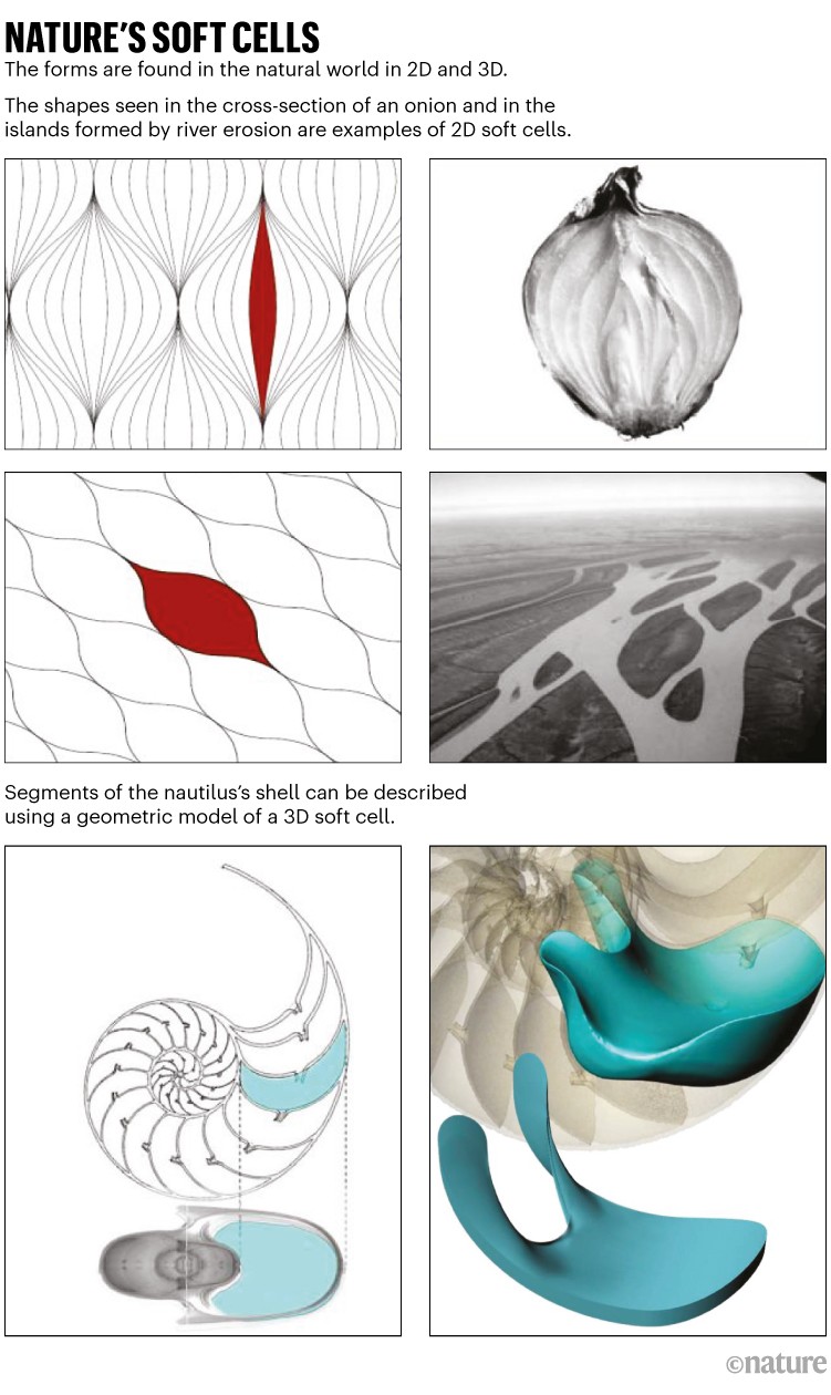 Nature's soft cells: Examples of soft cell forms found in nature inside onions, caused by river erosion and inside shells.