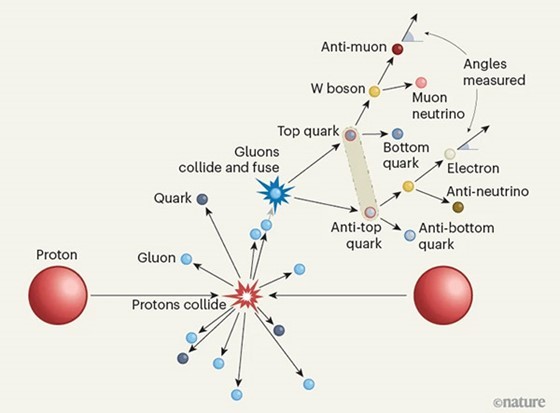 An infographic of the products formed during proton collision. Protons break up into quarks and gluons.