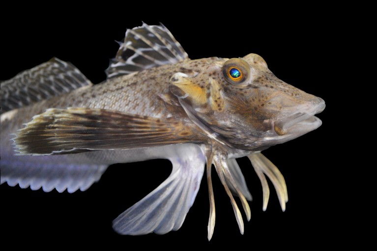 Close-up of a sea robin on a black background